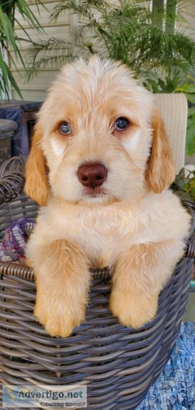 Cute Friendly Labradoodle Puppies