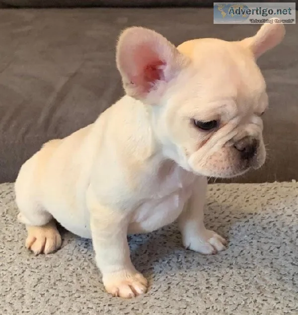 Beautiful French Bulldog Puppies for You