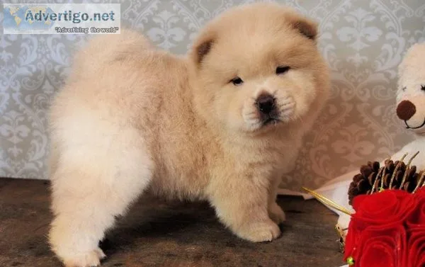 Cream Colored Chow Chow Puppies Available