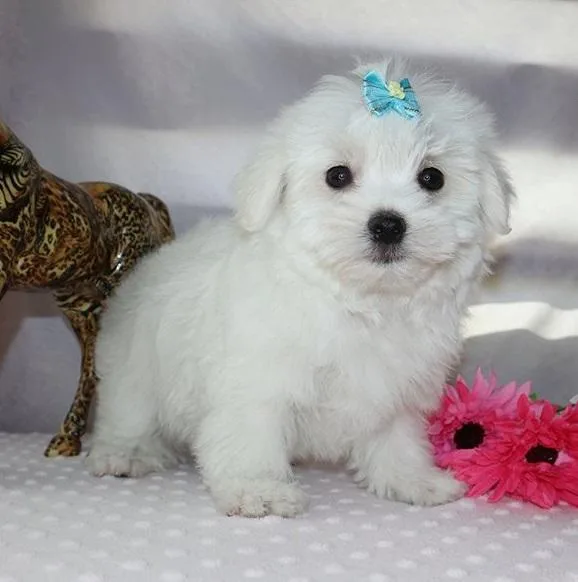 Maltese beautiful puppies