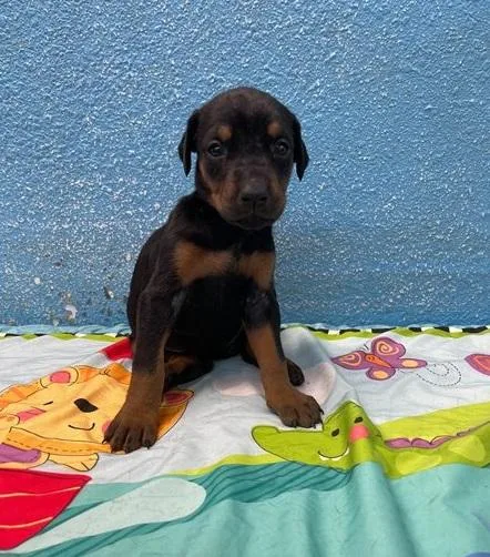 AKC beautiful Doberman Pinscher 6 males 2 females puppy s for sa