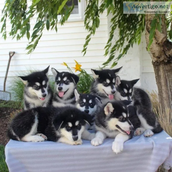 Beautiful Chunky Red Alaskan Malamute Puppies