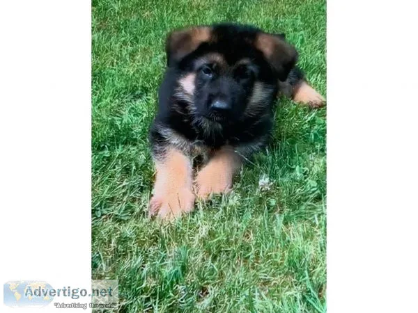 sweet German Shepard puppies for sale