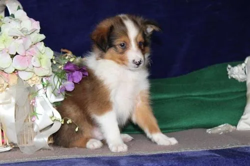 Male and Female Shetland Sheepdog Pups for sale