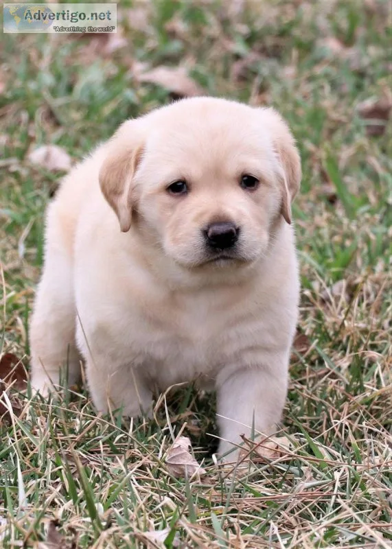 Labrador Retriever puppies for sale
