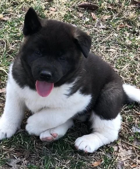 American Akita puppies available