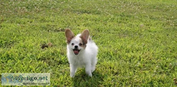 Health Tested STUNNING boy Papillons