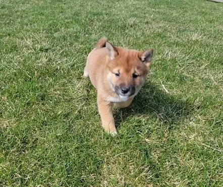 Uninterested Shiba Inu Puppies Available