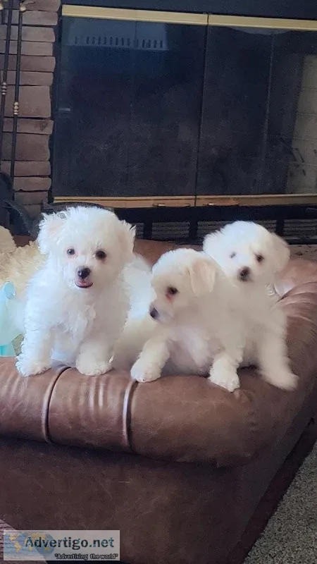 Bichon Frise  puppies
