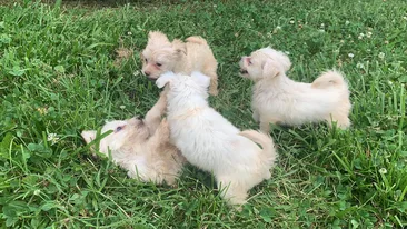 Chorkie puppies 6 weeks old