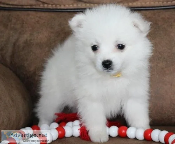 Beautiful American Eskimo Puppies