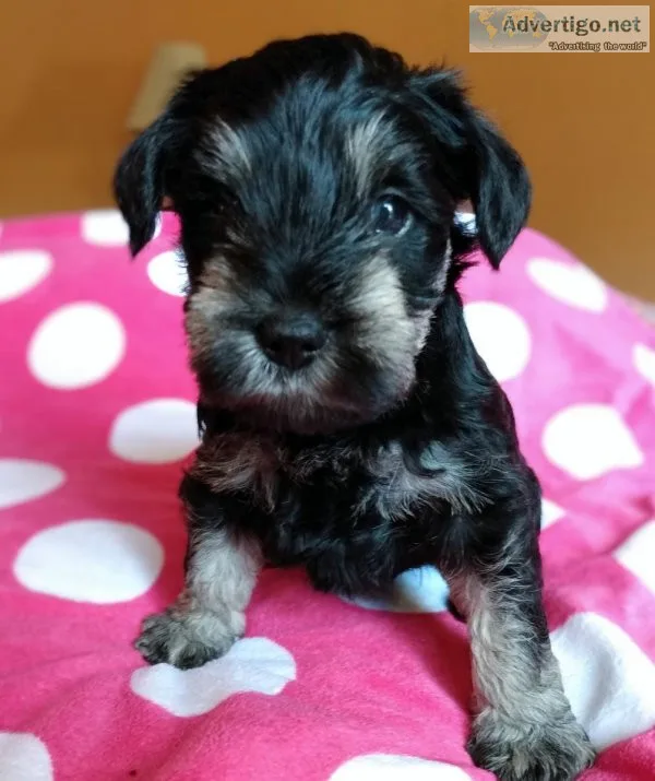 AKC Miniature Schnauzer puppy (Franky)
