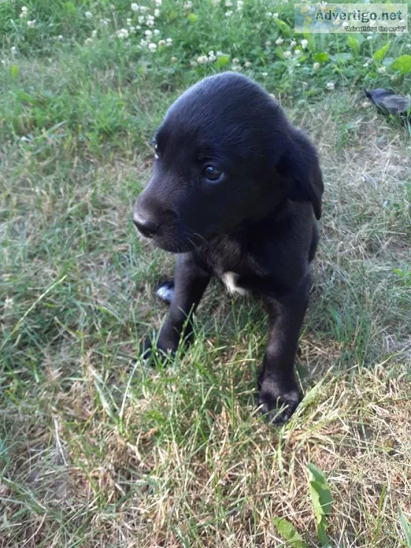 australian Shepherd  Lab mix puppies (Aussiedors)