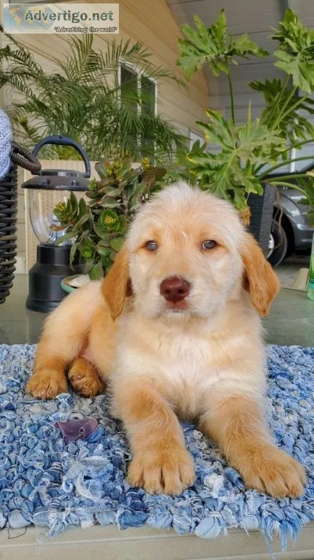 Cute Friendly Labradoodle Puppies