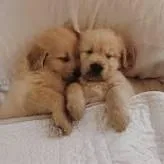 Adorable golden retrievers puppies for sales 7 week old
