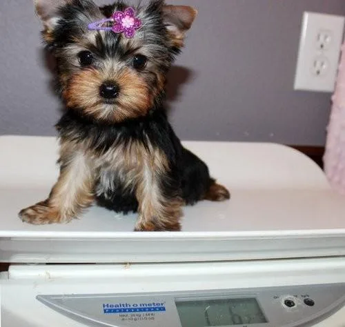 Healthy Teacup Yorkie Puppies available