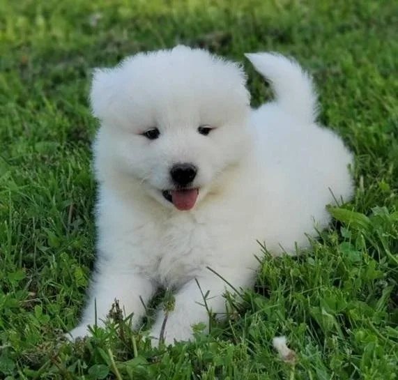 Obnoxious Samoyed Puppies For Sale