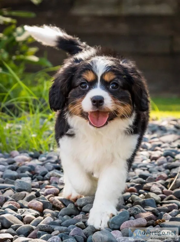 Cavalier King Charles puppies for sale