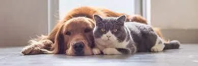 We all love our pets and we want the best for them.