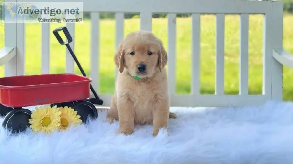 Golden Retriever puppies for sale