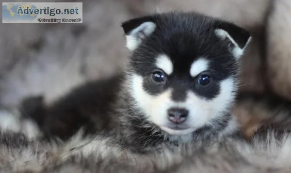Frantic Alaskan Klee Kia Puppies