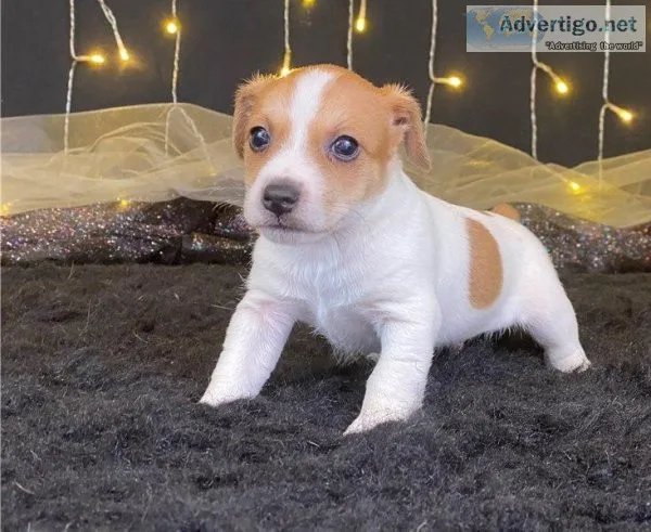 Stunning Jack Russell puppies