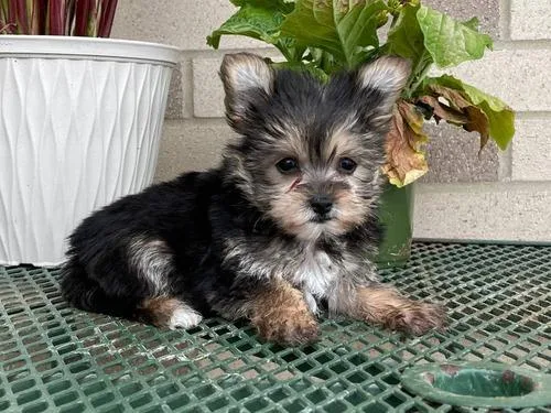Adorable Morkie AKC Reg Male and Female