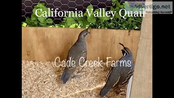 Quail chicks