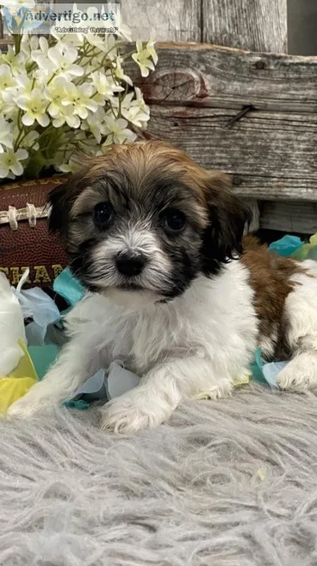 AKC Pedigree Havanese puppies Fully Vaccinated