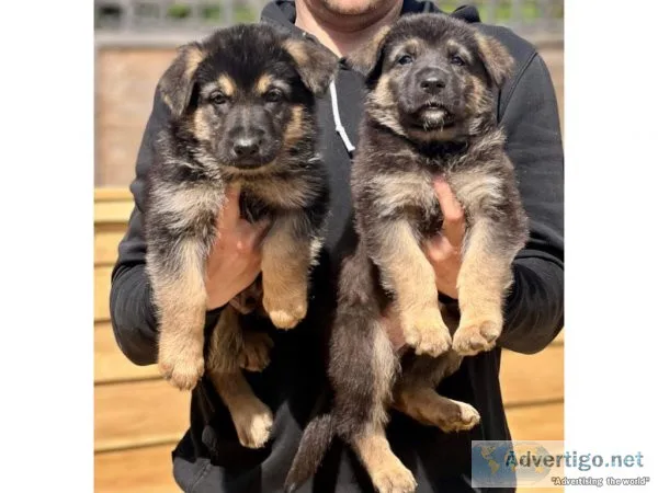 Tony German Shepard puppies for sale