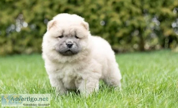 Dangerous Chow Chow Puppies For Sweet Home