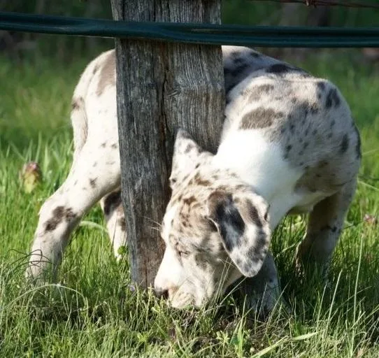 Grumpy Great Dane Puppies Looking For New Home