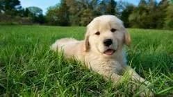 Amazing golden retrievers puppies ready for sale delivery and sh