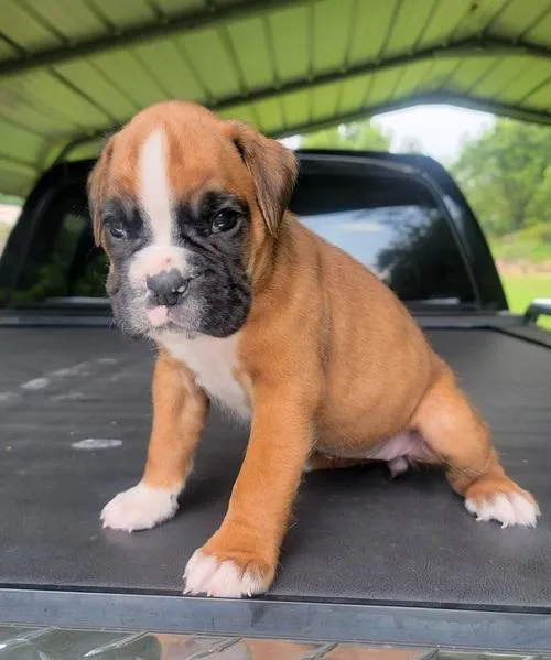 Championline AKC reg boxer bobtail pups