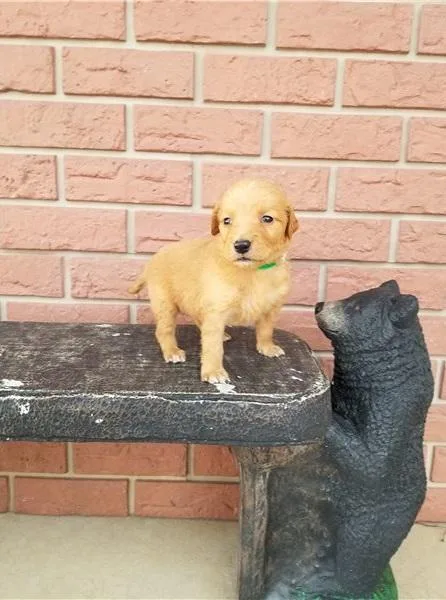 3 Murphy Working Golden Retrievers Puppies