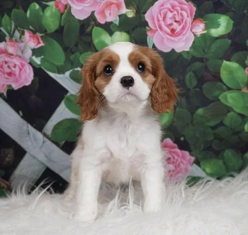 AKC Registered Cavalier King Charles Puppies
