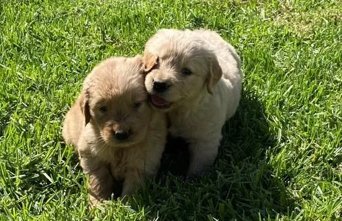 Golden Retriever puppies for sale