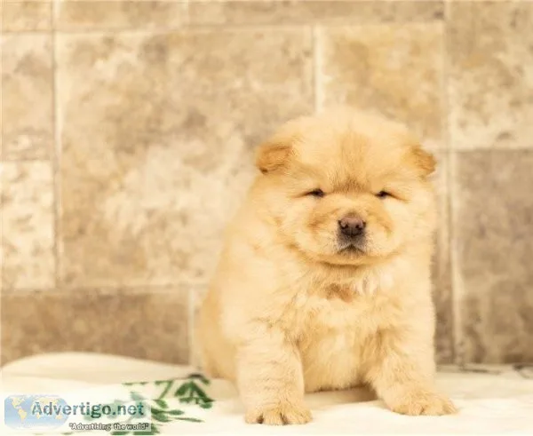 Two stunning Chow Chow girls AND BOYS