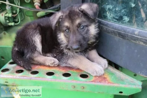 Registered Purebred German Shepherd Puppies