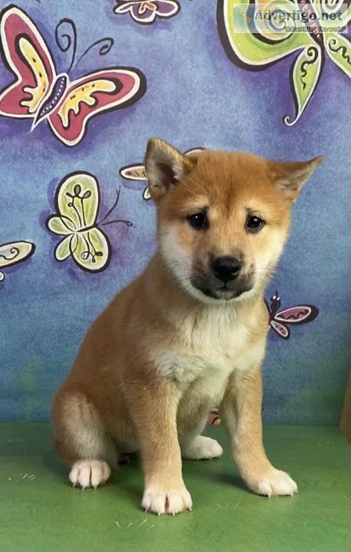 Lacy Shiba Inu