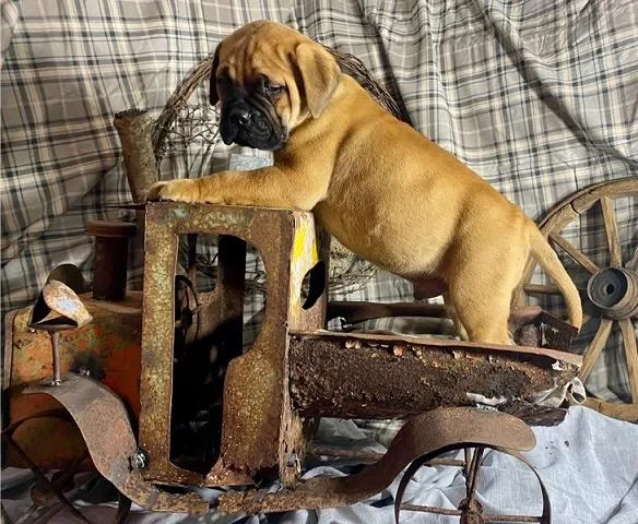 KC Bullmastiff PUPPIES