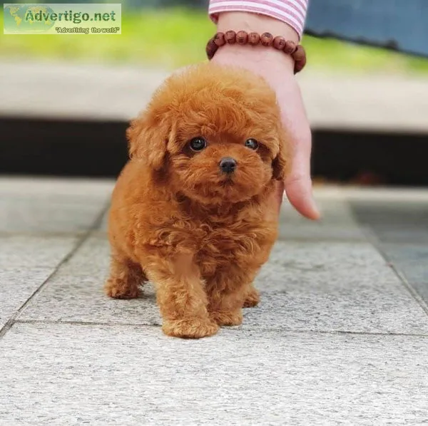 AKC Teacup Poodle Registered male and female