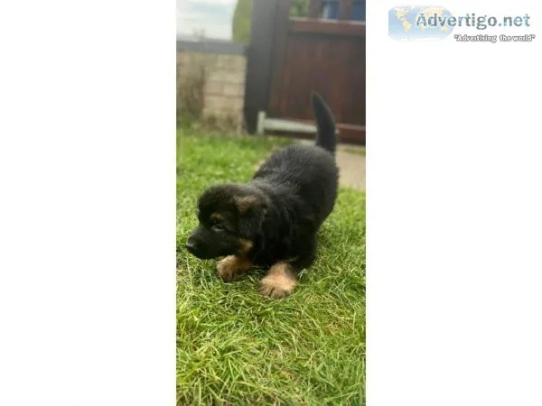 TWO German Shepard puppies for sale
