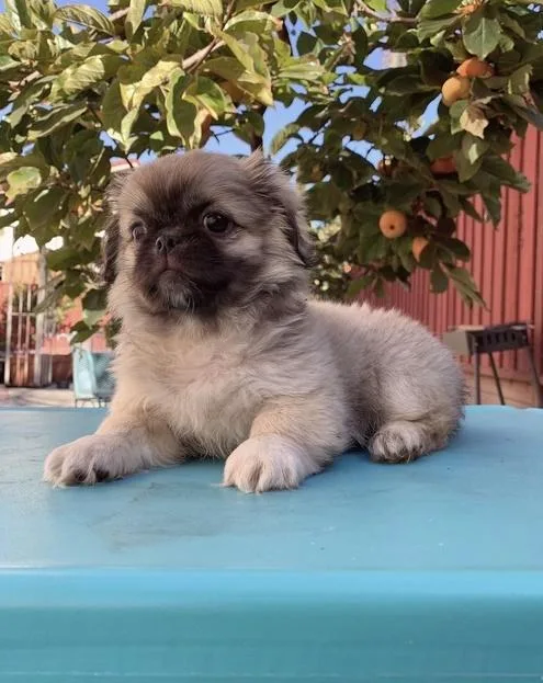 Outstanding male and female pekingese