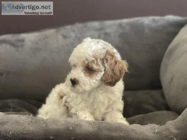 Adorable Maltipoo puppies