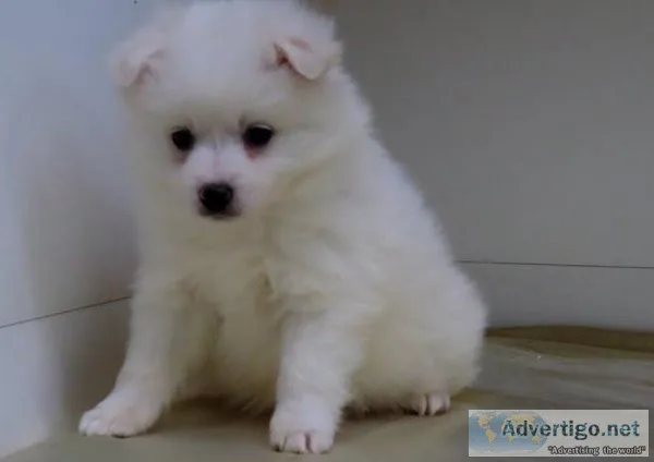 Beautiful white coat AKC SAMOYED PUPPIES