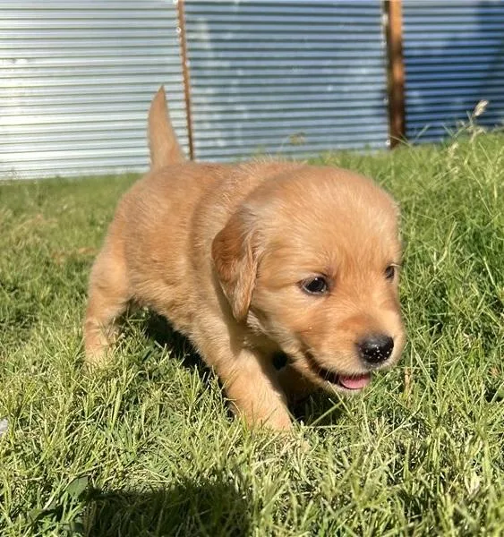 Dark AKC Registered Golden Retriever Puppies from Traditional Wo