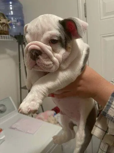 English Bulldog Puppies