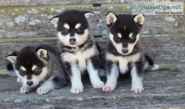 Black and white Alaskan Klee Kai Puppies