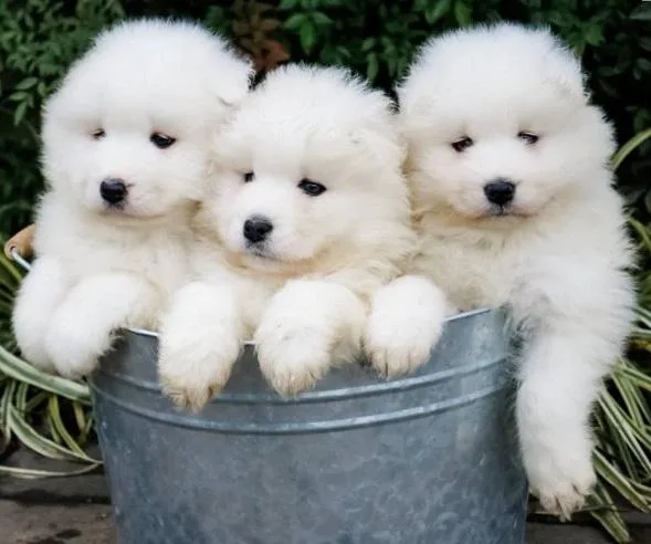Well Trained Samoyed Puppies Available